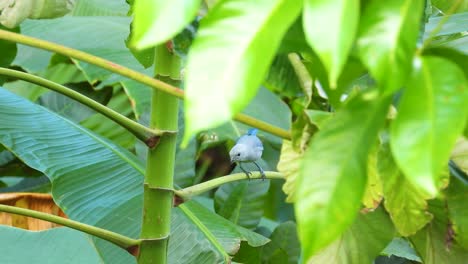 Blaugrauer-Tangar-Ist-Sich-Seiner-Umgebung-Sehr-Bewusst,-Bevor-Er-Aus-Dem-Gebiet-Flieht