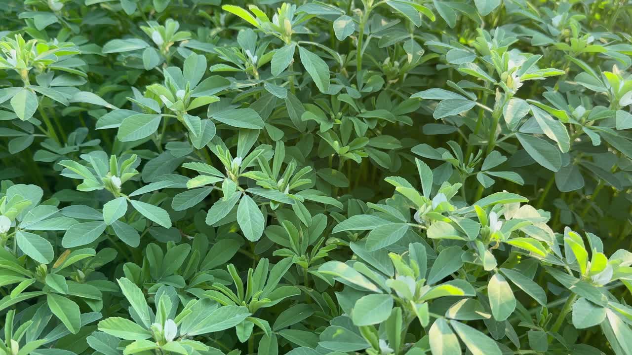 Tracking shot of Fenugreek plant in field. Green Fenugreek .