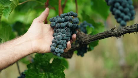 mano masculina tocando uvas oscuras en viñedo