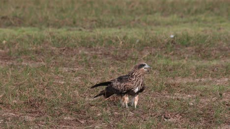 Facing-towards-the-camera-then-steps-forward-as-another-tries-to-attract-it-from-behind,-lack-eared-Kite-Milvus-lineatus-Pak-Pli,-Nakhon-Nayok,-Thailand