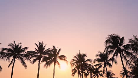 tropical copy space with palm trees during golden hour sunset