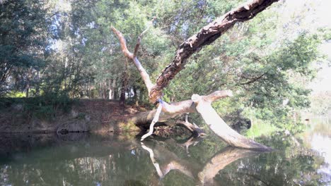 un tronco de árbol de goma caído en el agua del río goulburn