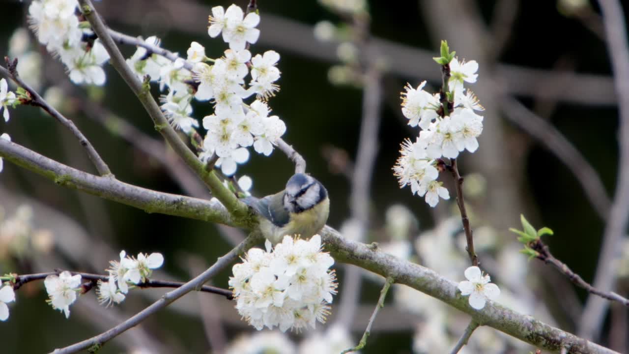 Una cinciarella, Cyanistes caeruleus, su un susino in fiore all'inizio della primavera. Regno Unito