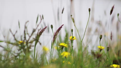 Wind-blowing-a-meadow-in-a-cloudy-day