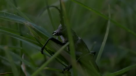 insecto oscuro en la hierba verde