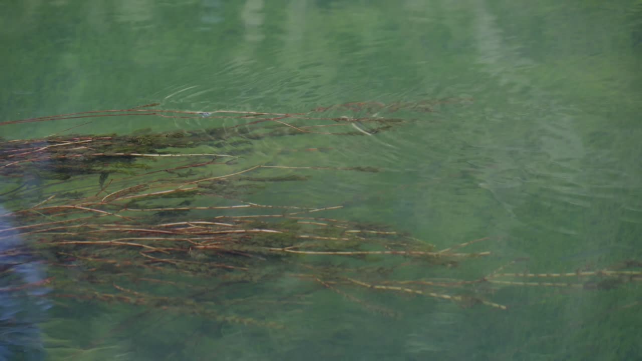 Top-down view of long green aquatic plants swaying in the murky current of a river in the Posavje region, Slovenia