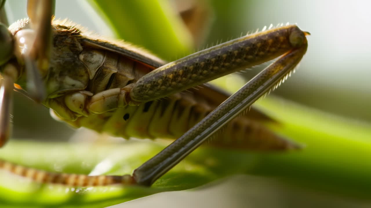 Macro Grasshopper Leg On Leaf, Closeup View Of Textured Exoskeleton And Spines, Soft Green Bokeh, Warm