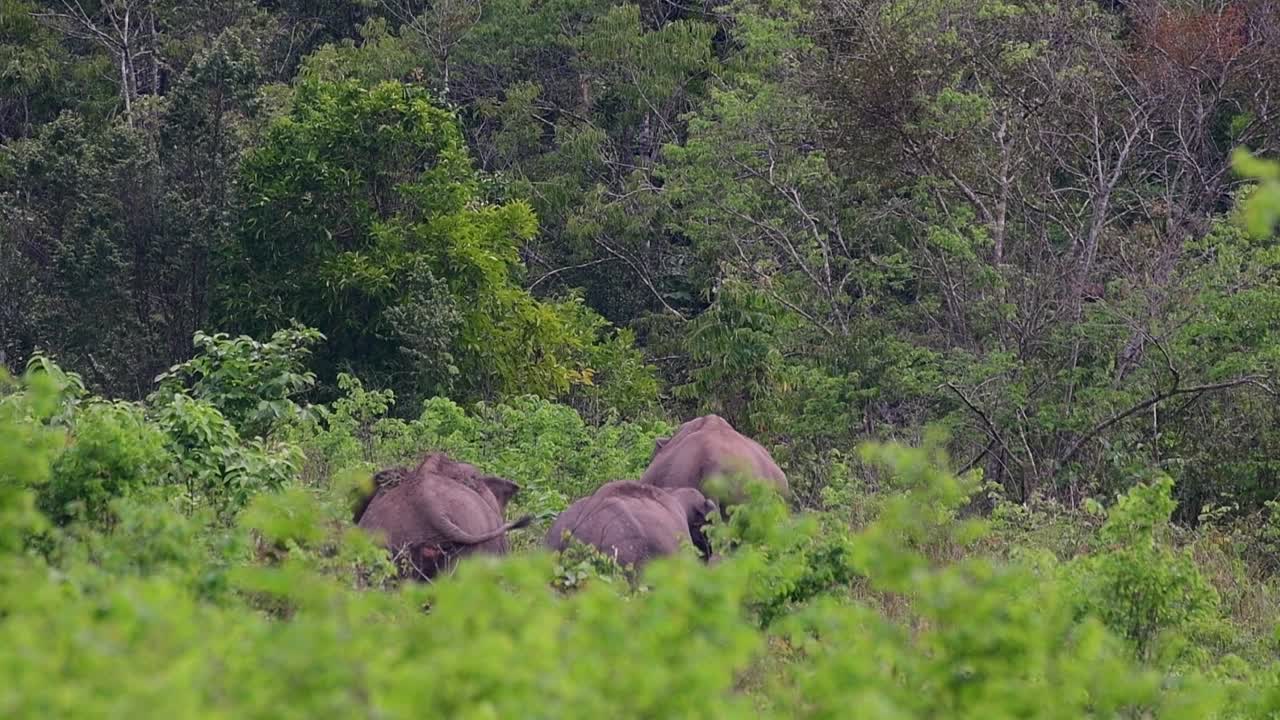 los elefantes asiáticos son especies en peligro de extinción y también son residentes de tailandia