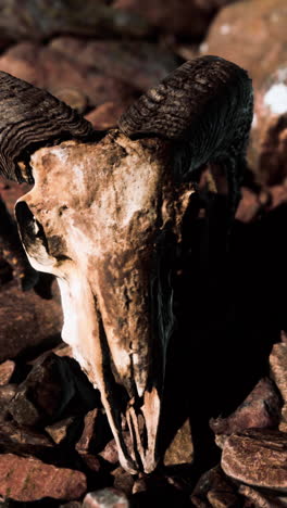 ram skull in rocky terrain