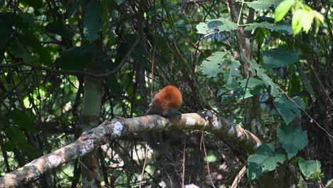 ardilla de vientre gris callosciurus caniceps vista desde atrás mientras está en una rama en el bosque mientras gira para lamerse la espalda y acicalarse la cola en el parque nacional de khao yai, tailandia