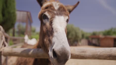 Curious-donkey-approaching-camera-in-sunny-farm-enclosure,-close-up