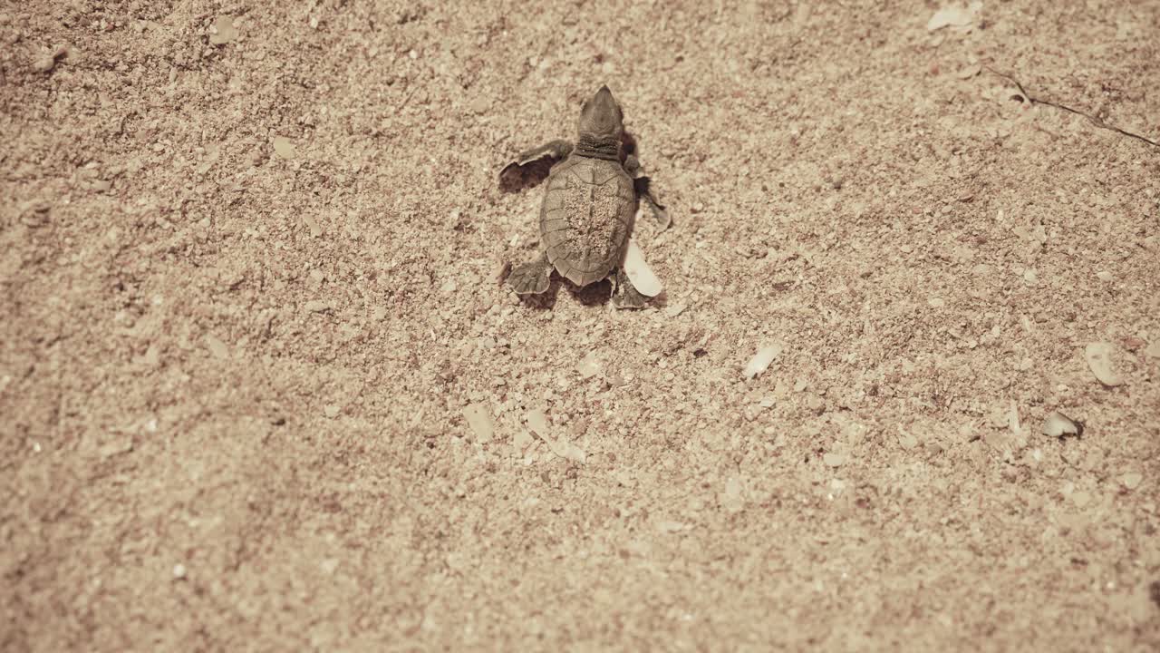 Sea turtle hawksbill newborn baby egg birth night conservation Dubai wildlife hatchling beach Gulf nature shell instinct journey ocean wave survival dawn fragile life protected habitat in persian gulf