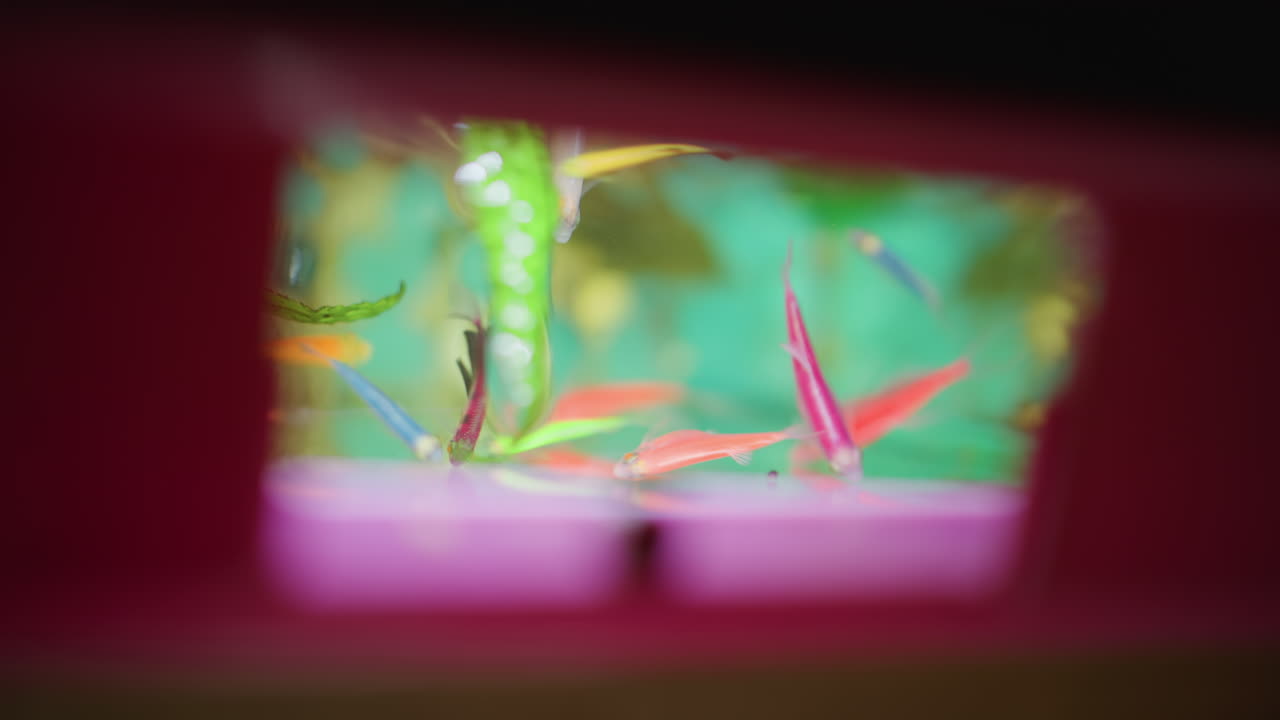 Blurry artistic view of colorful aquarium fish swimming past green plants seen through small pink framed window with abstract dreamy underwater atmosphere and vibrant surreal movement