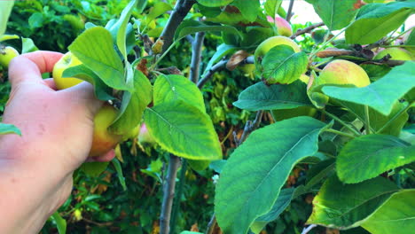 Cosecha-De-Alimentos-Saludables-De-Cosecha-Propia,-Alimentos-Orgánicos-Limpios