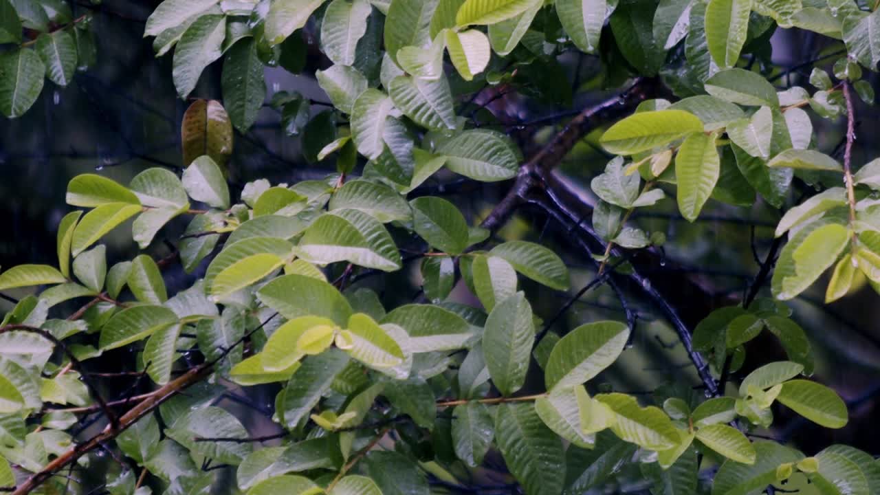 lluvias excesivas y frecuentes, ciclones y precipitaciones prolongadas