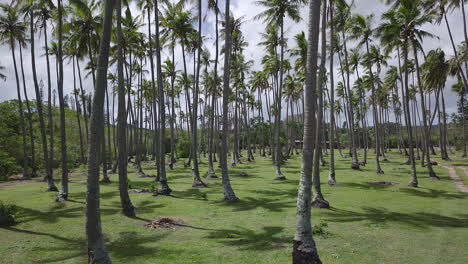 aerial pullout through coconut trees growing on isle of pines plantation.