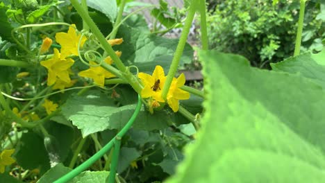 bee pollinating cucumber flower close up, no persons