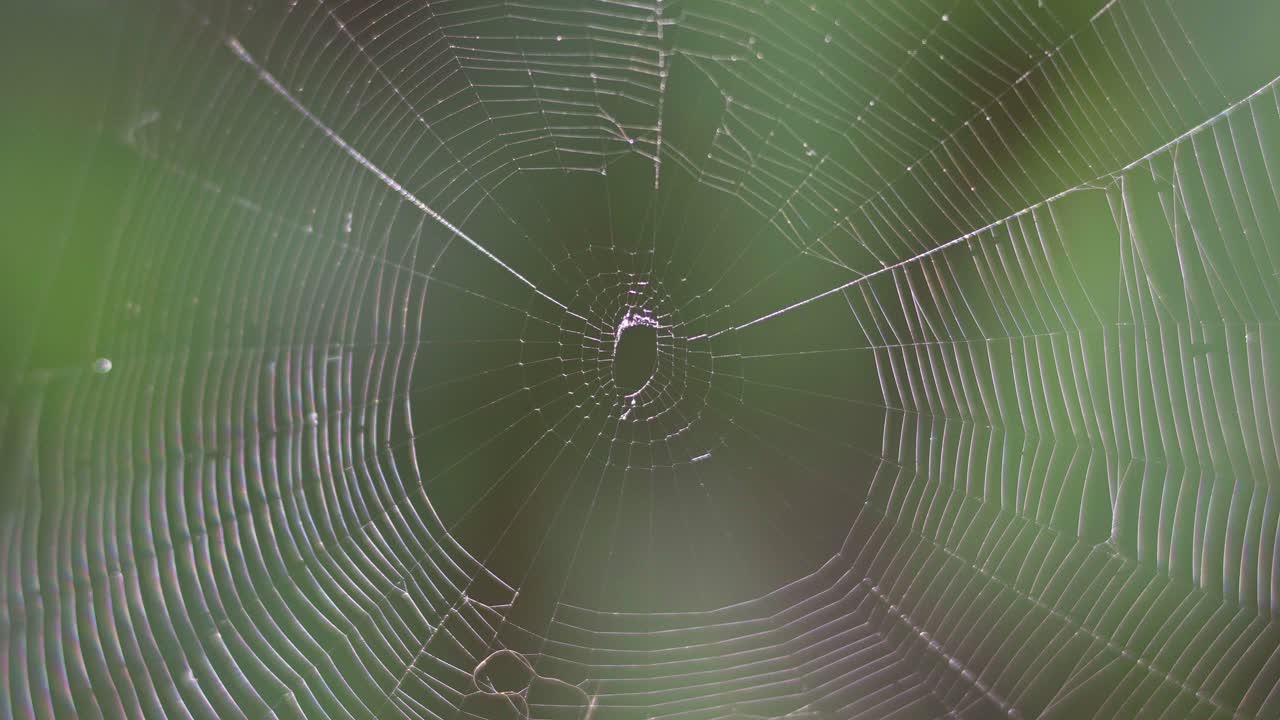 primer plano de una telaraña tejedora de orbes de un huerto contra un fondo borroso verde