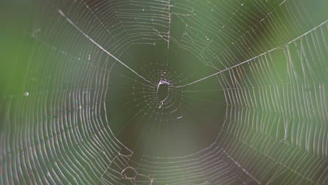 Nahaufnahme-Eines-Orb-Weaver-Spinnennetzes-Im-Obstgarten-Vor-Einem-Grünen,-Verschwommenen-Hintergrund