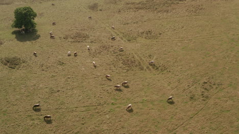 Pan-down-aerial-shot-over-cows-in-a-brown-field