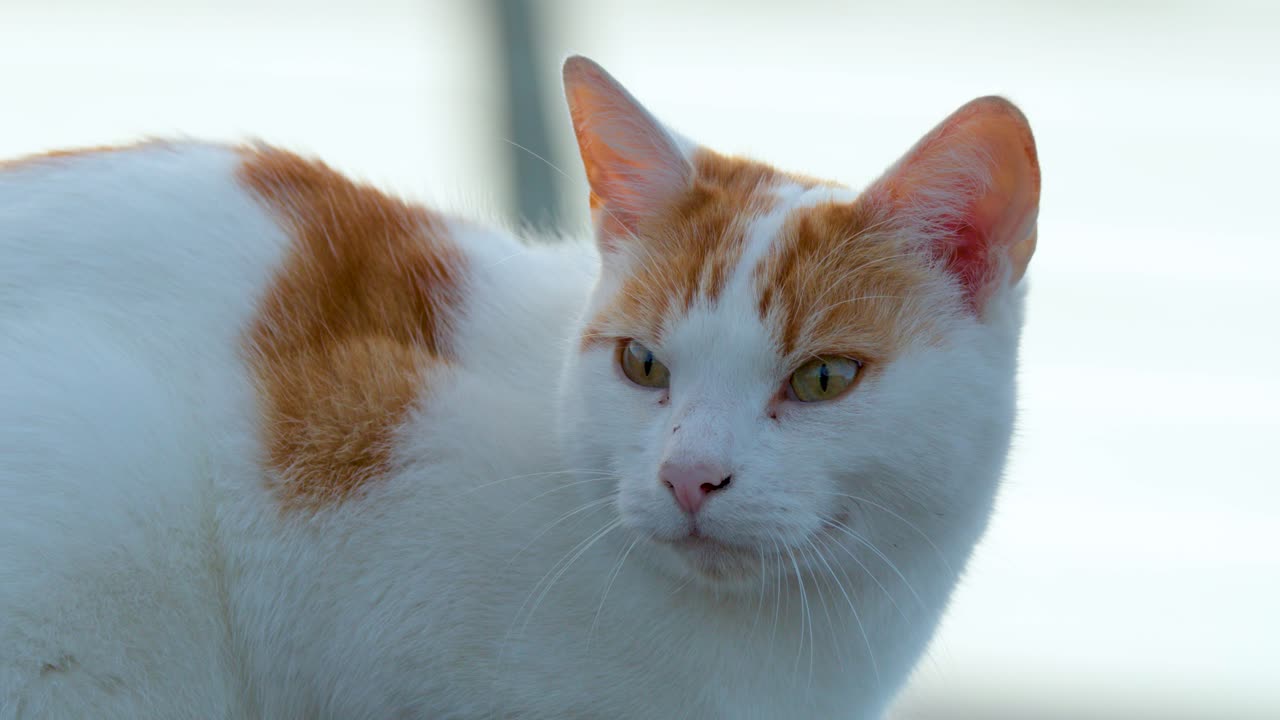 Domestic cat with orange markings turns head, alert and curious, in soft natural indoor lighting