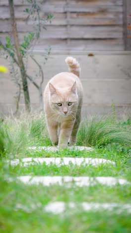 a ginger cat licks its paw in its flower garden