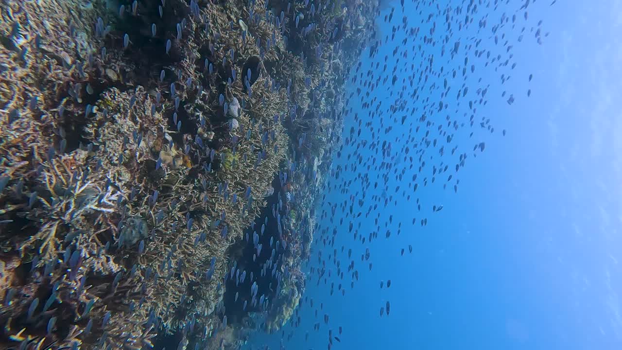 トロピカル・ダムゼル・フィッシュ (tropical damselfish) の巨大な群れが東南アジアのティモール・レステのサンゴの三角形の水晶のように澄んだ水域でサンゴ礁の上を一緒に動いている垂直な水中景色