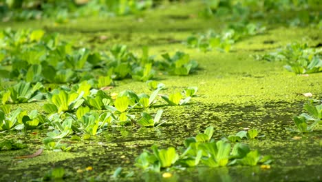 duckweed spread on water surface.