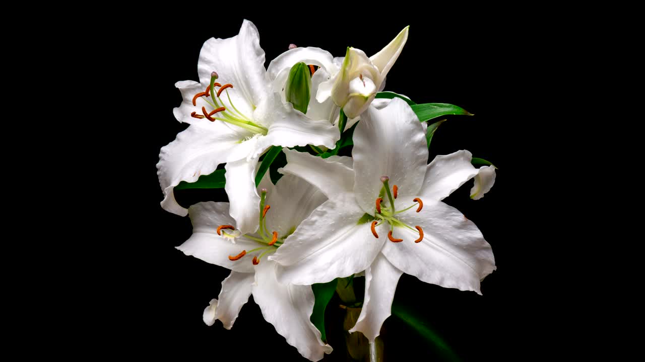 Blomstring af hvide liljer