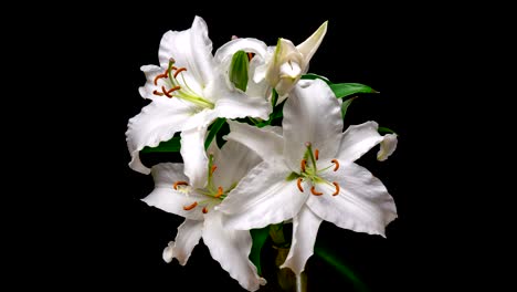 flowering of white lilies