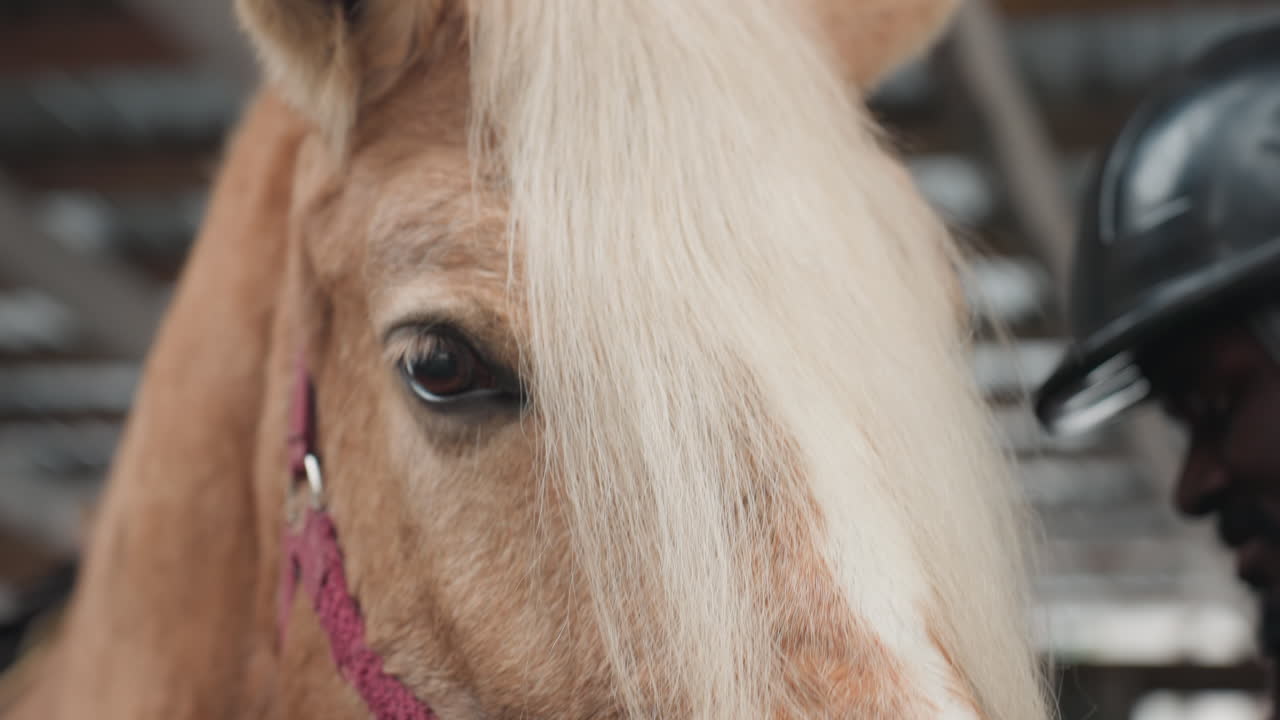 examen minucioso del ojo equino, mirada de cerca a un caballo palomino, imagen detallada que captura los detalles del caballo y del entrenador, el entrenador examina cuidadosamente el ojo del equino con el fondo del establo
