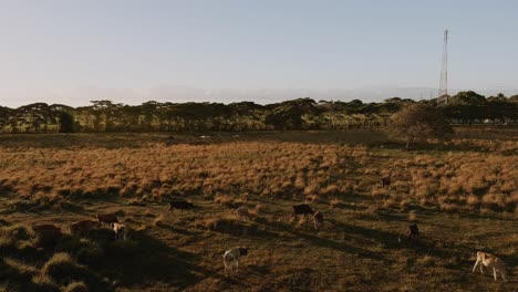 Aerial-forward-over-cows-grazing-on-lands-around-Altagracia-lagoon,-Higuey