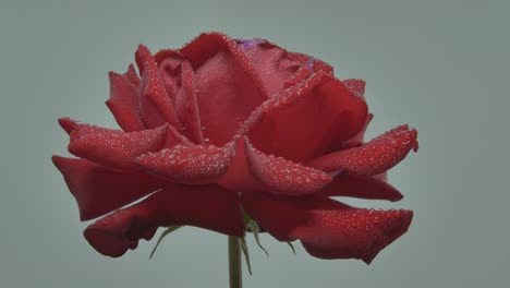 Nasse-Rote-Rose-Mit-Wassertropfen,-Die-Auf-Grauem-Hintergrund-Rotieren