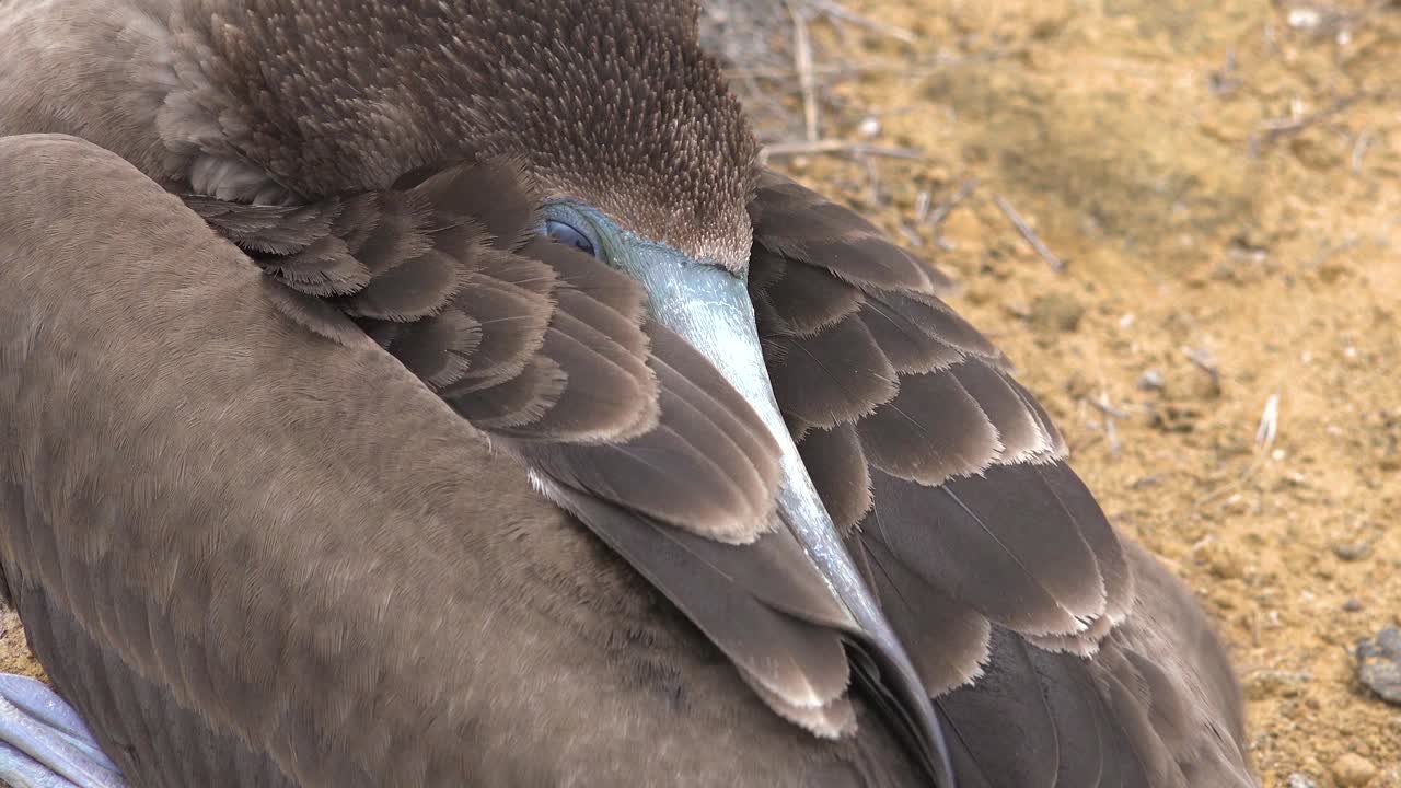 갈라파고스 제도 에콰도르 1에서 잠자는 푸른 발 부비의 얼굴 클로즈업