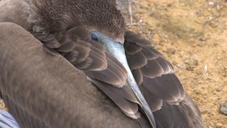 close up of the face of a sleeping blue footed booby in the galapagos islands ecuador 1