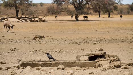 African-wildlife:-Crow-stands-at-watersourch,-gemsbok,-jackal-and-ostriches-in-background