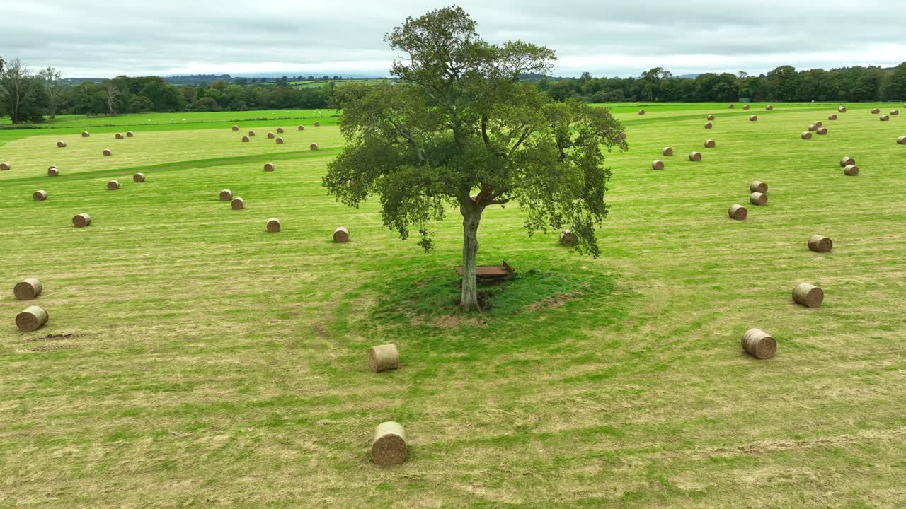 Balle rotonde in un campo nella Contea.