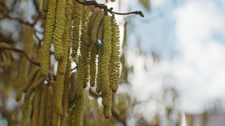 Inquadratura dal basso di fiori giallo-verdi di un nocciolo