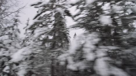 snowy pine forest lateral camera movement, cold northern climate natural resources on a cloudy day, timber