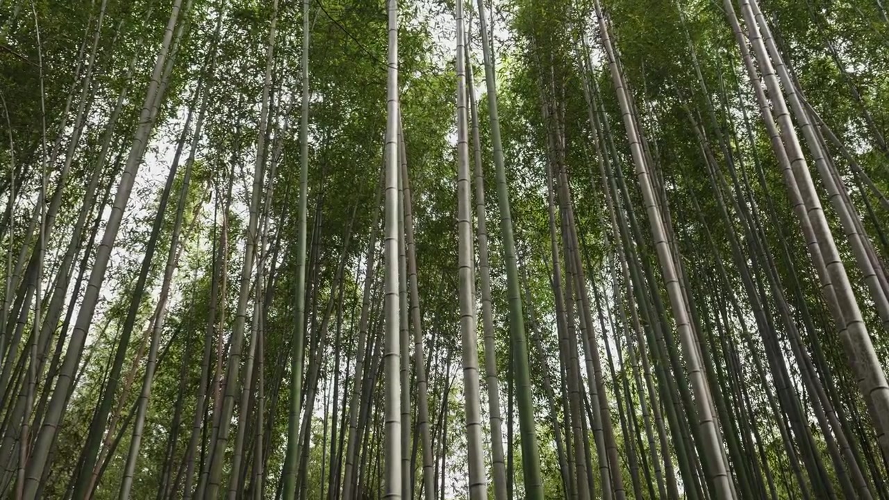 Guardando in alto attraverso imponenti fusti di bambù grigio-verdi verso un cielo pallido nel boschetto di Arashiyama, Kyoto, Giappone