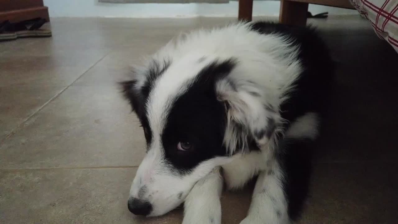 Border Collie laying down on the floor