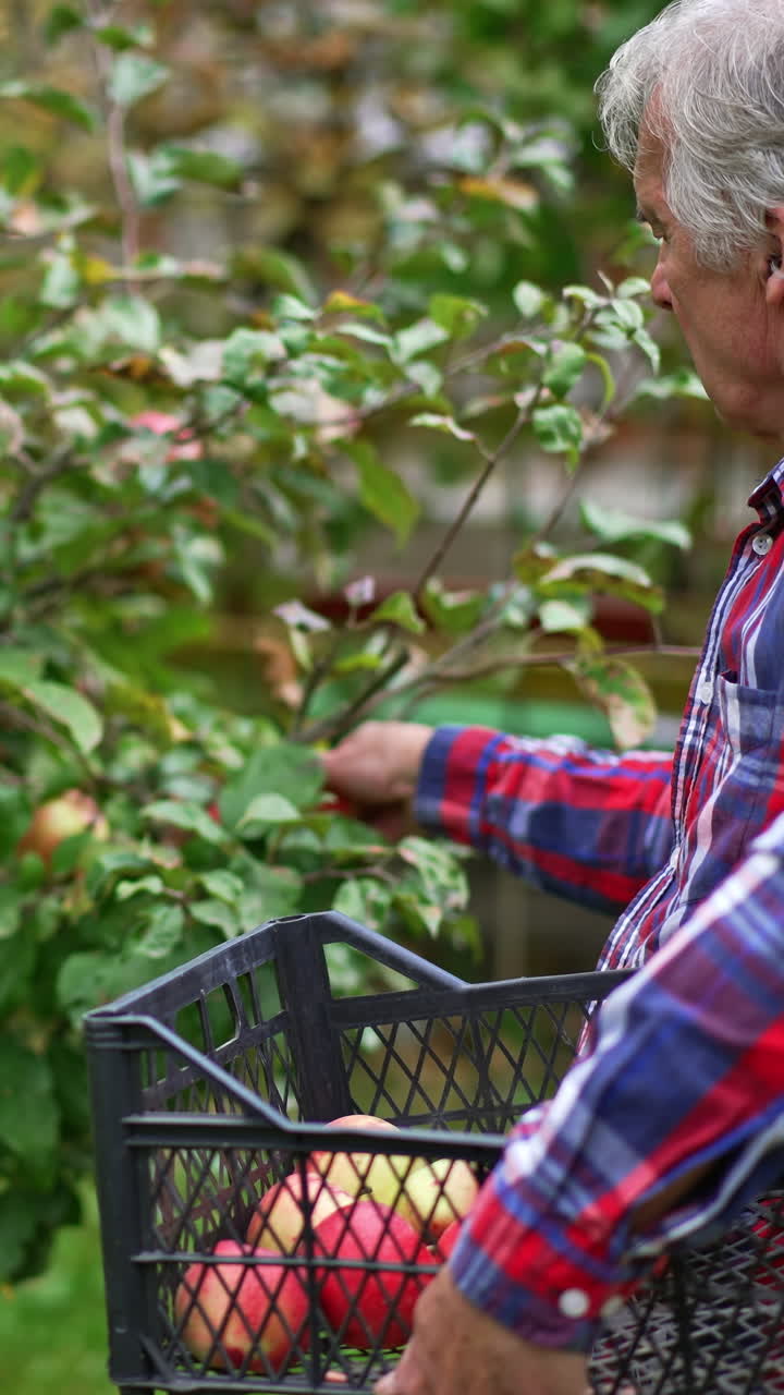 Old man standing his side to the camera collecting apples from a young tree. Farmer holds a box in his arm and puts picked fruit there. Vertical video