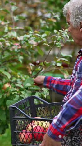 old man standing his side to the camera collecting apples from a young tree. farmer holds a box in his arm and puts picked fruit there. vertical video
