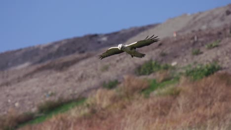 A-buzzard-slowly-floating-and-flying-over-a-field-looking-for-prey