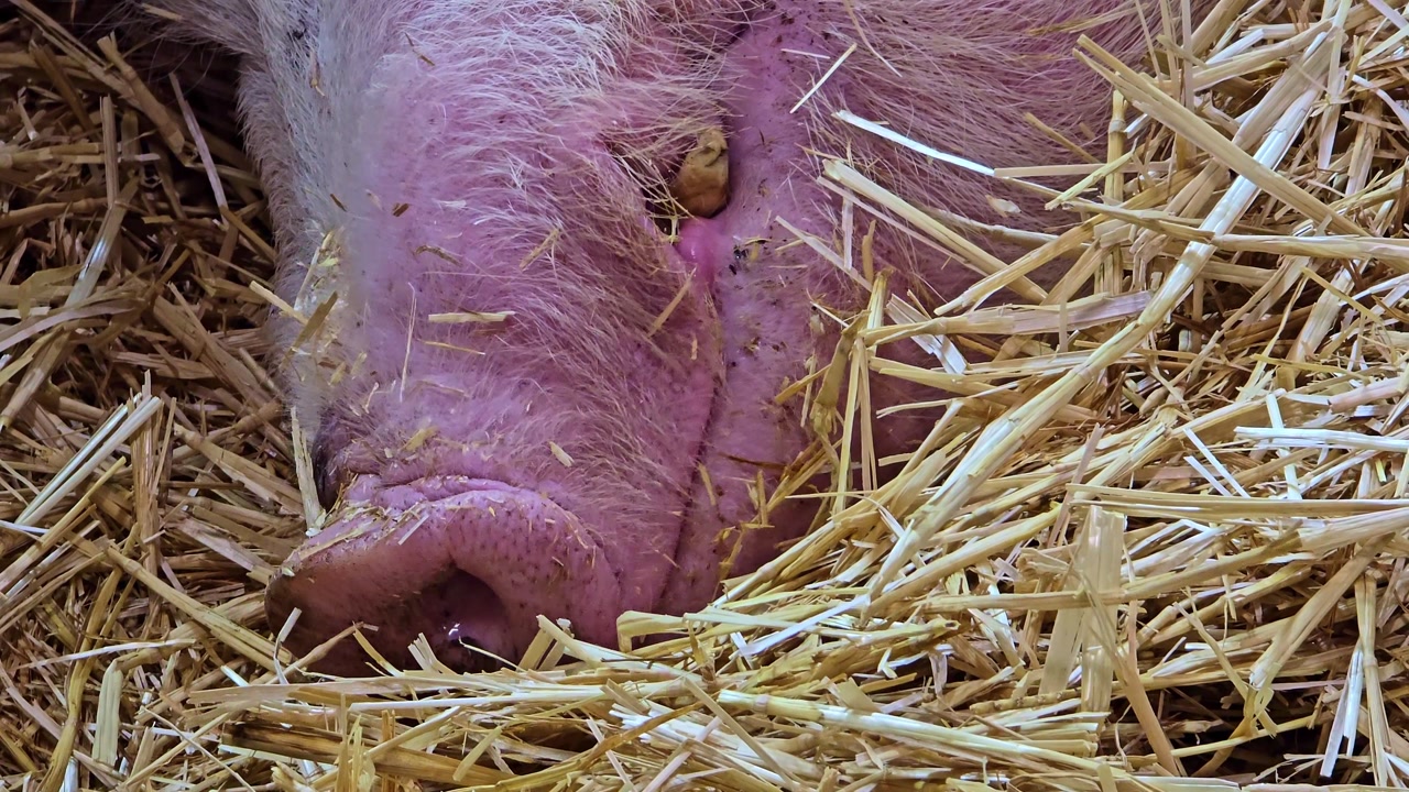 Extreme close up of a pig snout moving in straw with detailed texture and natural farm environment
