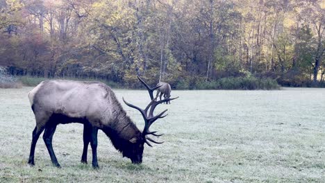 el toro de alce en el campo cerca de cherokee nc, carolina del norte