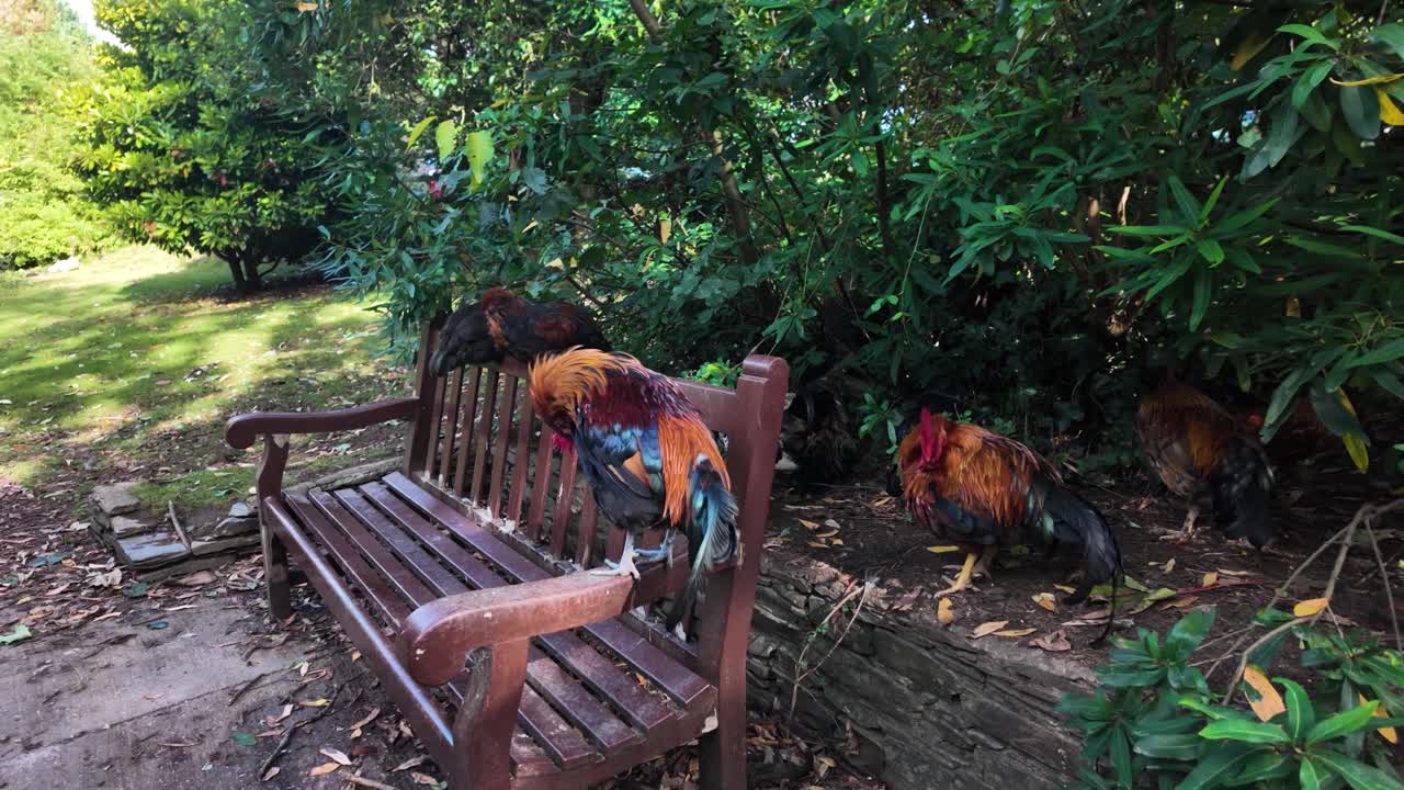 Wild roosters and chickens perching and standing around a rustic wooden bench in a garden