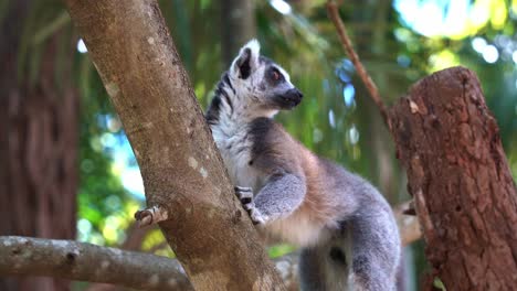 male ring-tailed lemur, lemur catta rubbing and licking the scent glands on the wood surfaces and spread his secretions during mating season, close up shot of wildlife animal behaviour