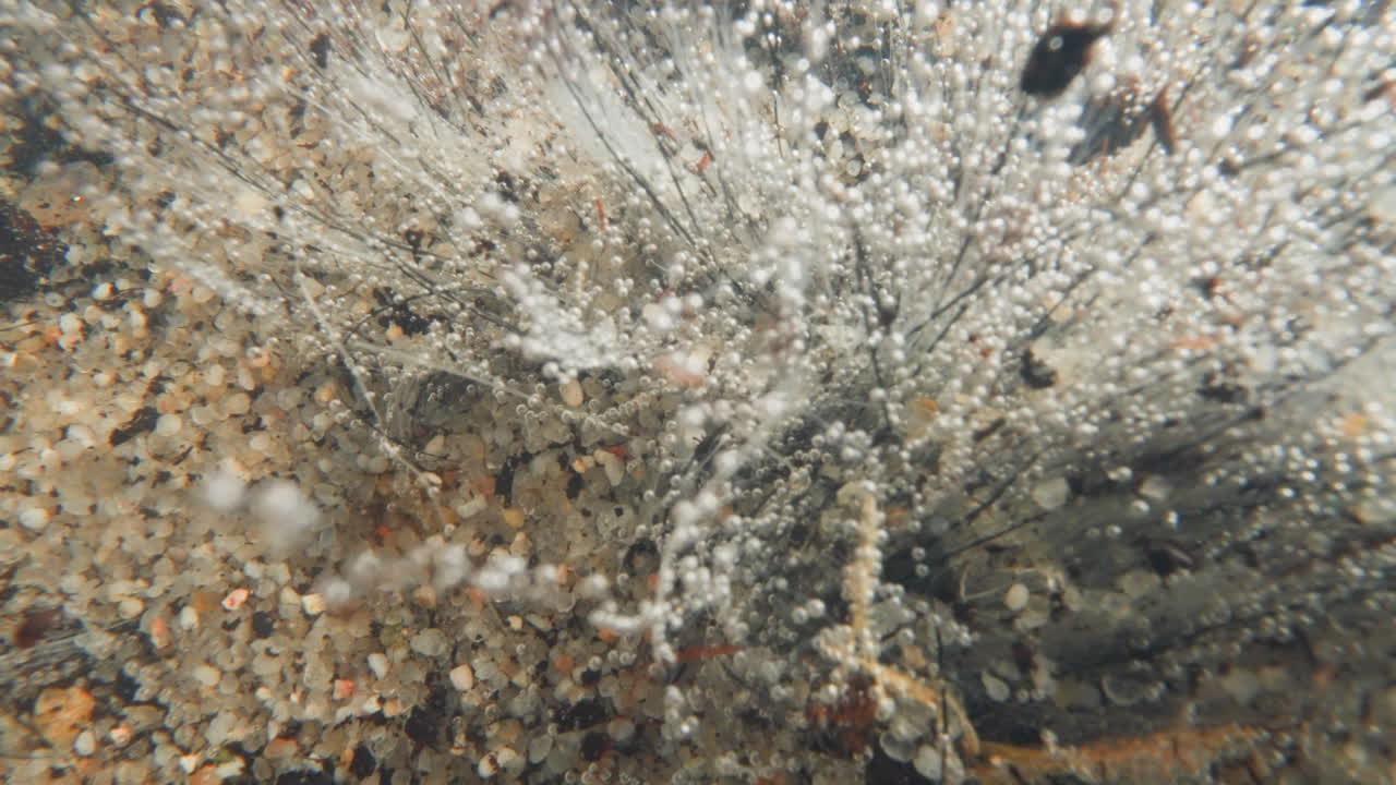 vista de una planta que produce oxígeno bajo el agua. flora del fondo marino