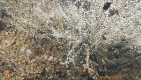 view of plant producing oxygen under water. flora of seabed